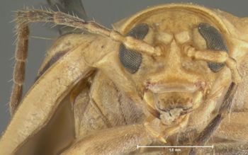 Media type: image;   Entomology 29038 Aspect: head frontal view